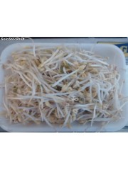 DAYALCOL RAICES CHINAS