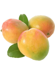 MANGO COMUN
